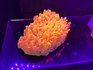 Mexican Gypsum UV Reactive